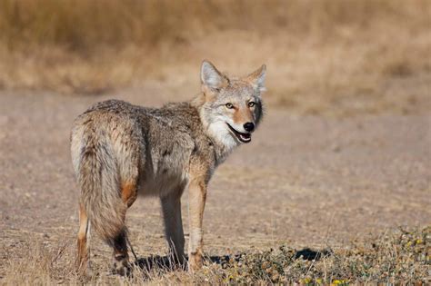 Coyote | The Canadian Encyclopedia