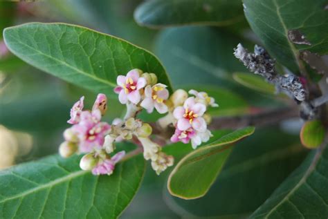 Lemonadeberry - Native Plants - CSU Channel Islands