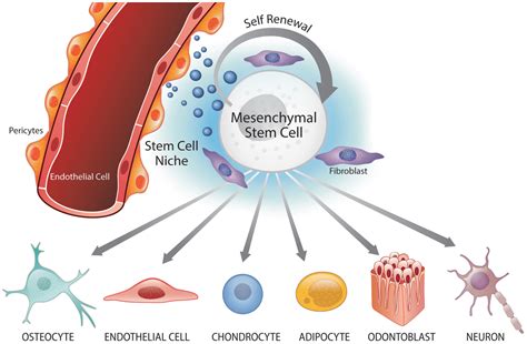 caffolds Combined with Stem Cells.......