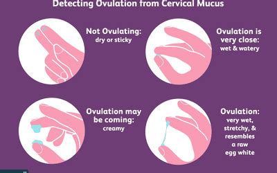 8 Signs of Ovulation to Detect Your Most Fertile Time