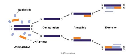 A Brief History of PCR and Its Derivatives - Labtag Blog