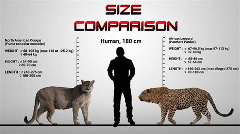 Some big cat size comparisons : r/badassanimals