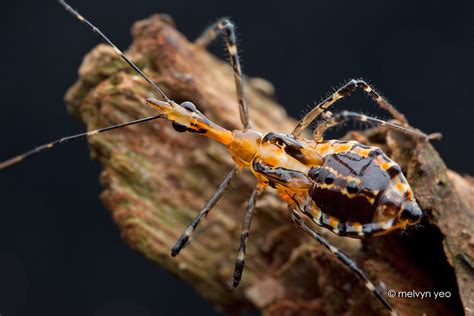 Melvyn's Photography: Reduviidae, Assassin Bug