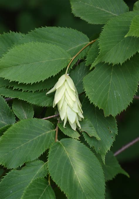 Ostrya virginiana / Hophornbeam – One Nature Plant Nursery