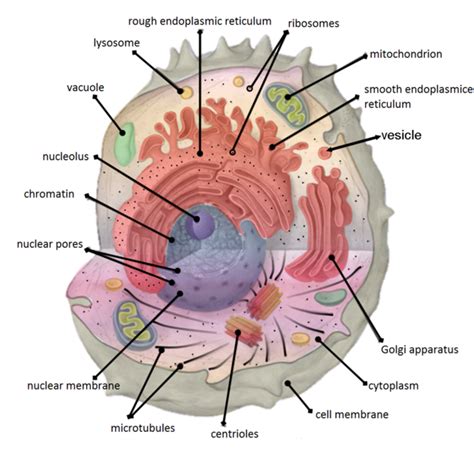 What is the Difference Between Cell Organelles and Cell Inclusions ...