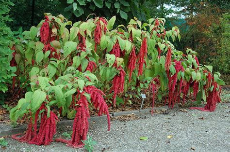 Permaculture en milieu tropical, aride : l’amarante, l’immortelle