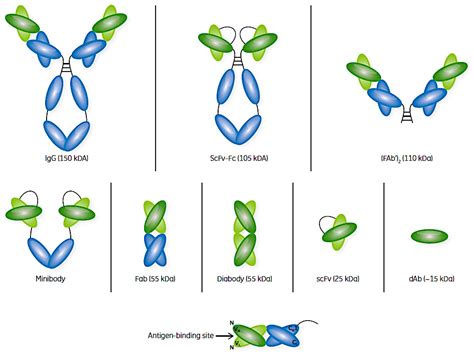 Antibodies | Free Full-Text | Antibody Fragments and Their Purification ...