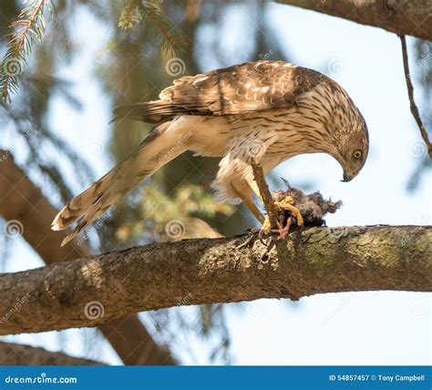 Cooper s Hawk stock image. Image of feeding, forest, predator - 54857457