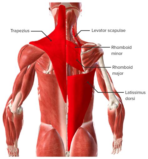 Back Muscles: Anatomy & Groups | Concise Medical Knowledge