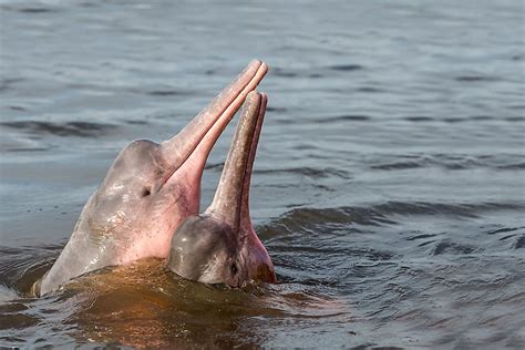 What Animals Live In The Amazon River? - WorldAtlas.com