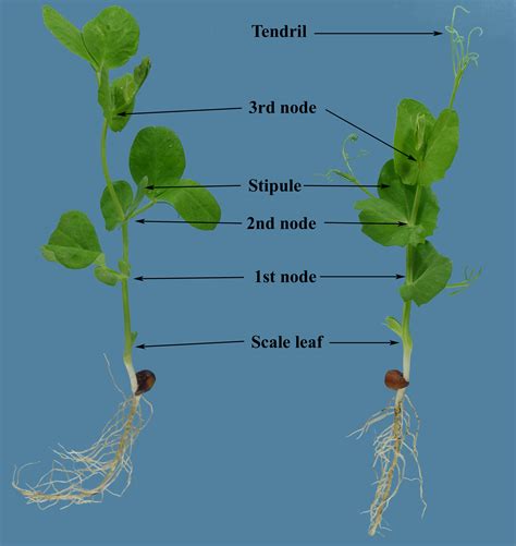 What Are Nodes in Plants - Back Gardener