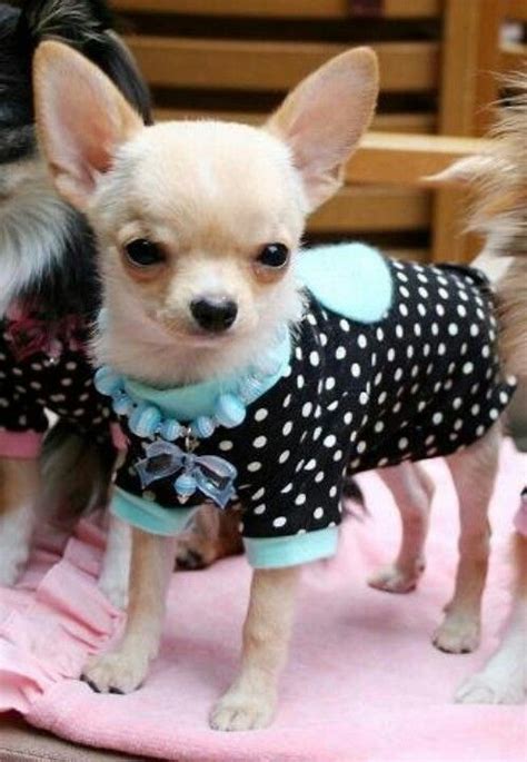 "I wear clothes, she calls them outfits? #dogs #pets #Chihuahuas ...