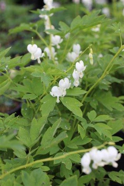 Dicentra spectabilis 'Alba' - Devil Mountain Wholesale Nursery