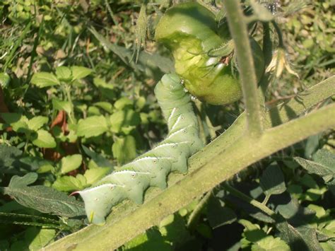 How to Identify a Sphinx Moth Caterpillar and Pupa - Birds and Blooms