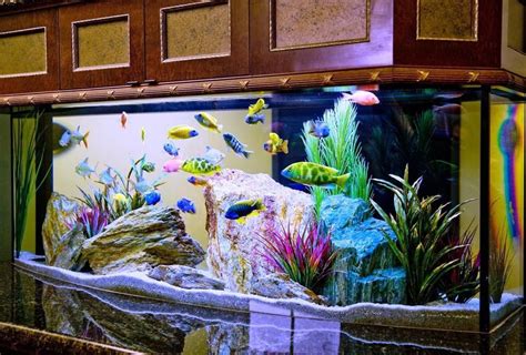 Top 7 Tips to Decorate Your Aquarium | Fish tank decorations, Fresh ...