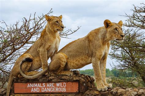 Nairobi National Park | Timbuktu Travel