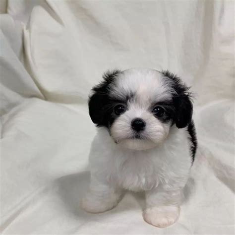 Maltipoo puppies for sale near me/maltipoo near me