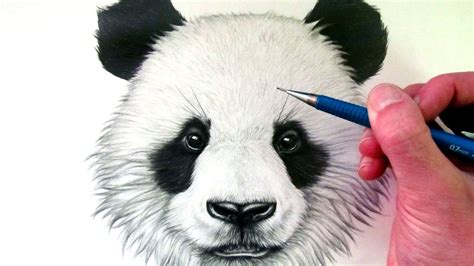 How To Draw Realistic Panda Bears Panda Drawing Panda Sketch Panda Art ...