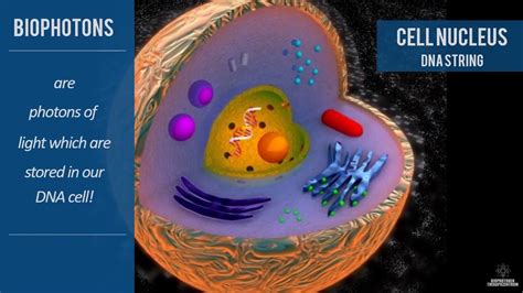 What are biophotons and how do they work? - YouTube