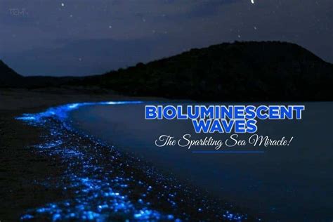 Bioluminescent Waves: The Sparkling Sea Miracle!