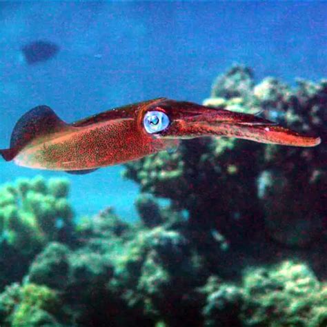 Bigfin reef squid - Facts, Diet, Habitat & Pictures on Animalia.bio