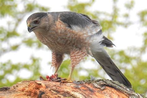 Cooper's Hawk Nesting Habits - Daily Birder