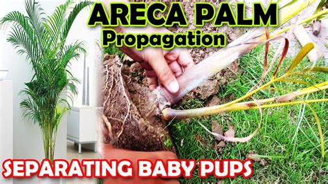 ARECA PALM PROPAGATION | HOW TO PROPAGATE ARECA PALM PUPS - Sprouting ...