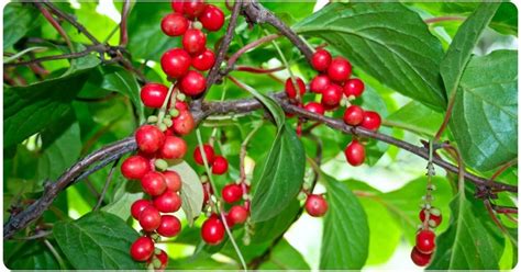 3 Benefits Of Schisandra: Dosage, Safety, & Preparation | The Botanical ...