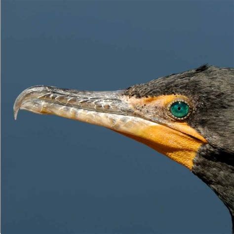 Anhinga Vs Cormorant - Difference, Similarities, And Best Features