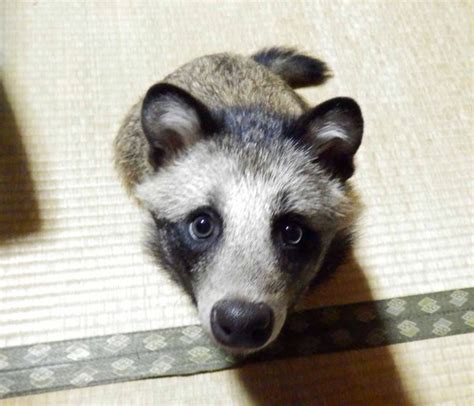 Rescued Raccoon Dog Is an Adorable Japanese Pet the Internet Is in Love ...