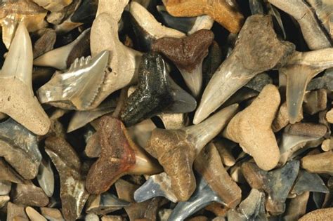 Are shark teeth fossils true fossils? – Research News