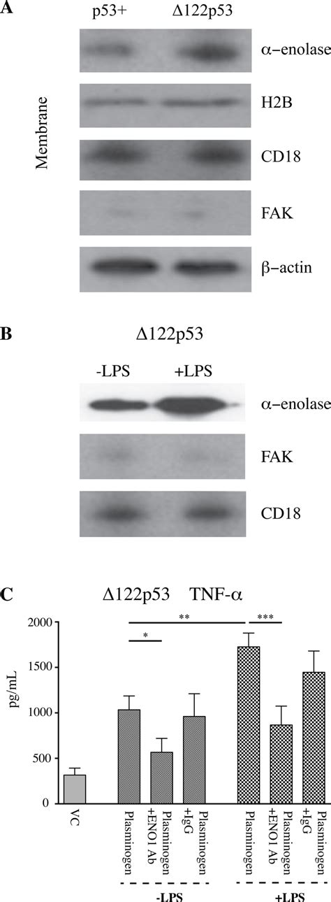 Increased α-enolase function on the Δ122p53 cell membrane. A ...