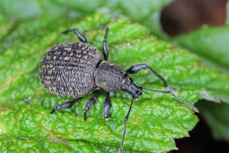 How to Identify and Control Black Vine Weevils | luv2garden.com