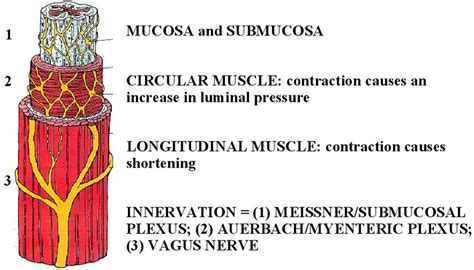 Esophagus Layers