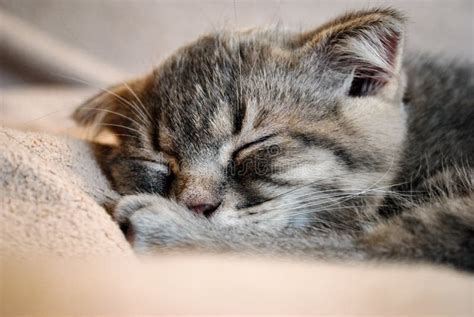 Little Scottish Fold Kitten Sleeping on the Bed Stock Image - Image of ...