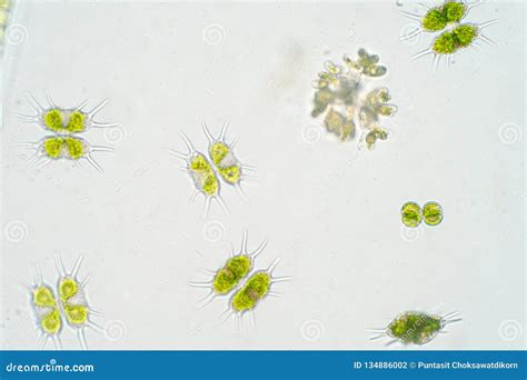 Freshwater Phytoplankton