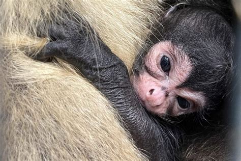 Another Spider Monkey Baby Has Arrived! - Brevard Zoo