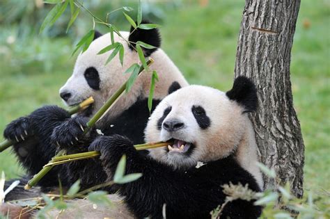 Bonne nouvelle pour la planète: les pandas géants ne sont plus menacés ...