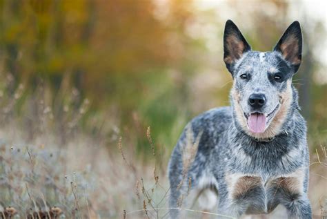 Are Cattle Dogs Hard To Train