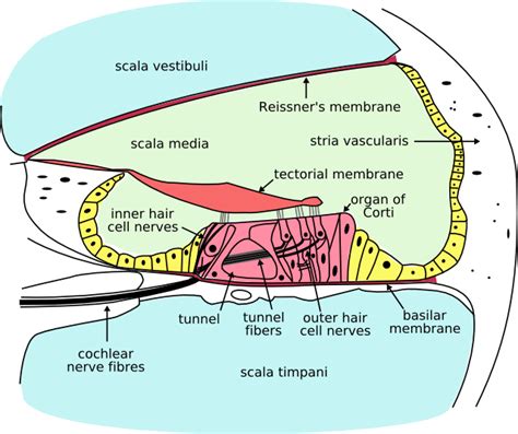 Inner Ear | Hyperacusis Focus