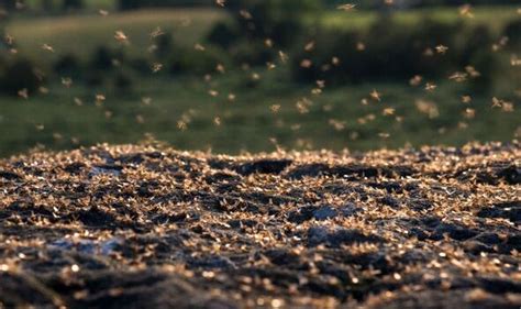 Flying ant day phenomenon continues as millions of insects swarm the UK ...