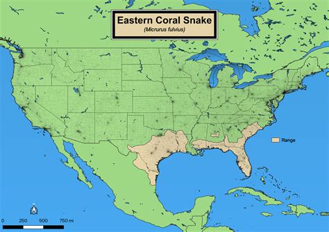 Eastern Coral Snake - eMuseum of Natural History