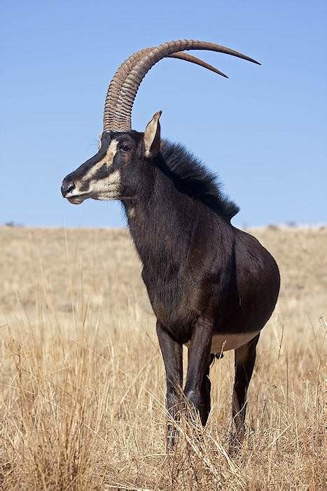 Trophy Hunting the Sable Antelope in South Africa - ASH Adventures