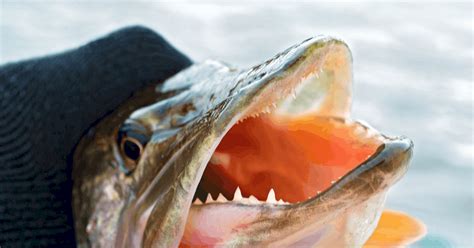 Northern Pike Teeth: Facts and Pictures Plus How to Handle