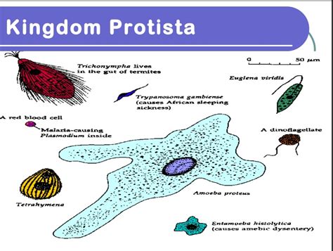 Kingdom Protista: Definition, Characteristics & Examples | It Lesson ...