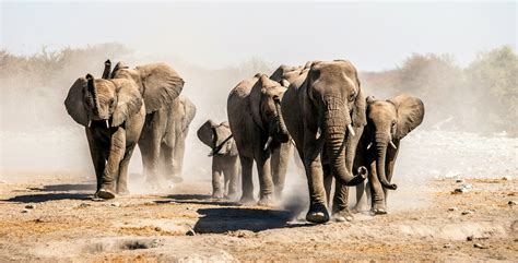 Vegetation is vanishing along elephant migration routes - Earth.com