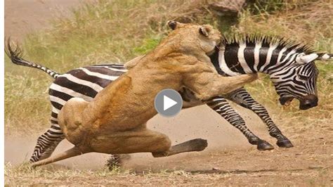 [SIMPLE TOUR]. WILDLIFE IN SERENGETI NATIONAL PARK AT TANZANIA |WATCH ...