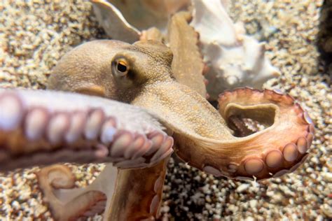 Eight Great Facts about the Common Octopus | South Carolina Aquarium