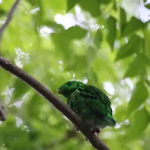 Green Broadbill - Facts, Diet, Habitat & Pictures on Animalia.bio