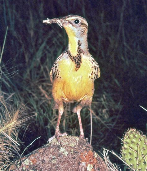 Meadowlark | Songbird, Grassland, North America | Britannica